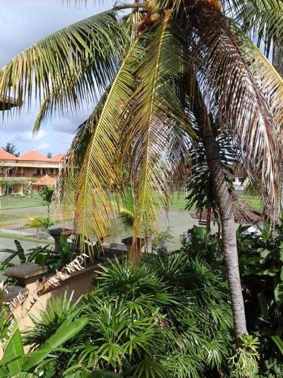 Rice Paddy Bungalow Homestay Ubud (Bali)